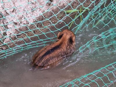 Otto cuccioli di cinghiale cadono in un canale: tratti in salvo dai volontari