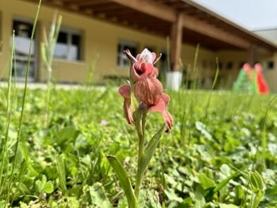 Importante scoperta: rara orchidea fiorisce nel giardino di una scuola