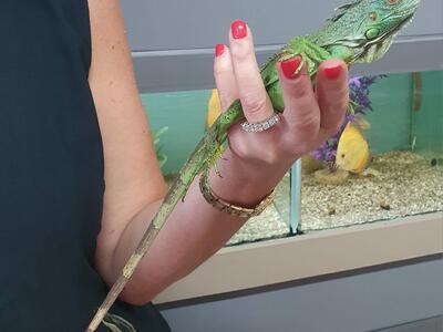 Chiamatemi Vanessa e sarò il vostro iguana... domestico