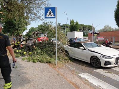 Cade ramo sopra un&#039;auto in transito in circonvallazione