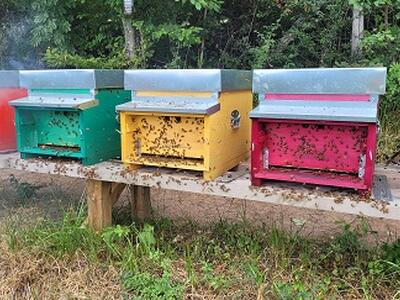 Inaugurazione del sentiero tematico &quot;La Via delle Api&quot; e convegno su apicoltura sostenibile e biodiversità a Bosa di Careggine