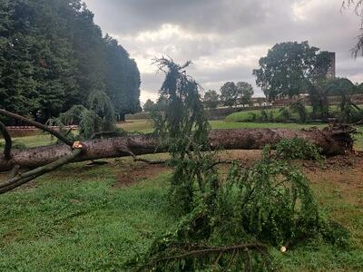 Maltempo: quattro alberi caduti, molti rami a terra. Danneggiata una delle sequoie dell&#039;Orto botanico