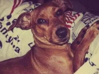 La denuncia di Paluzzi: &quot;L&#039;autore di uno dei più gravi casi di sevizie sugli animali in Italia, che aveva postato il video per ferire la sua fidanzata, premiato a Altopascio&quot;