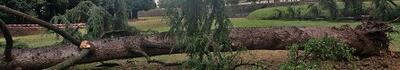 Maltempo: quattro alberi caduti, molti rami a terra. Danneggiata una delle sequoie dell'Orto botanico