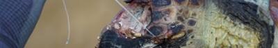 Tartaruga marina senza vita, l’ambientalista Sebastian Colnaghi sottolinea l’urgenza di ridurre l’uso della plastica