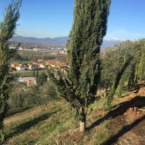 CipressiTorretta_2
