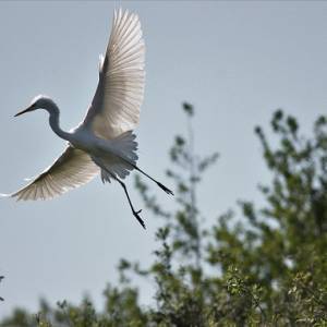 Airone bianco maggiore (foto A. Bartolini)