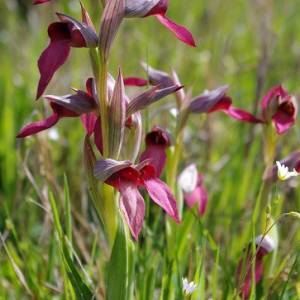orchidea selvatica