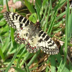 Zerynthia cassandra