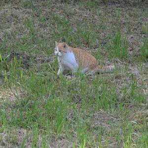 gattile foto 4